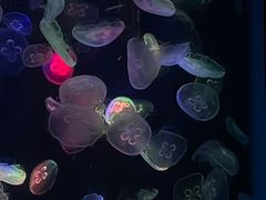 -海合安成都极地海洋公园