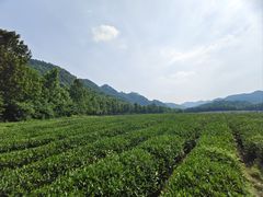 -中国茶叶博物馆(双峰馆区)
