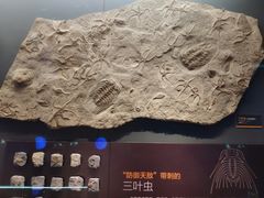 -贝林大翅鲸简餐厅(国家海洋博物馆店)