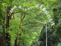 -风云岭森林公园