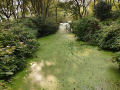 -西湖风景区-江洋畈生态公园