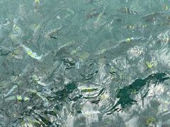 -亚龙湾海底世界