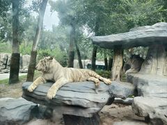 -北京野生动物园