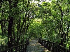 -广州市石门国家森林公园
