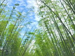 -婺源梦里老家大型山水实景演出