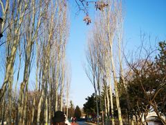 -大兴滨河森林公园