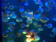 -梦幻海洋王国(吾悦广场张家港店)