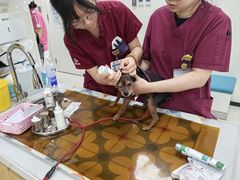 -美联众合动物医院·24h京西诊疗中心