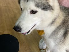 -Husky Go! 哈士奇体验馆·宠物咖啡厅狗咖