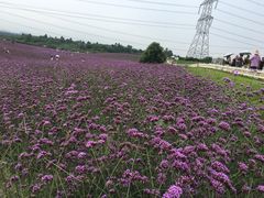 -紫颐香薰山谷景区
