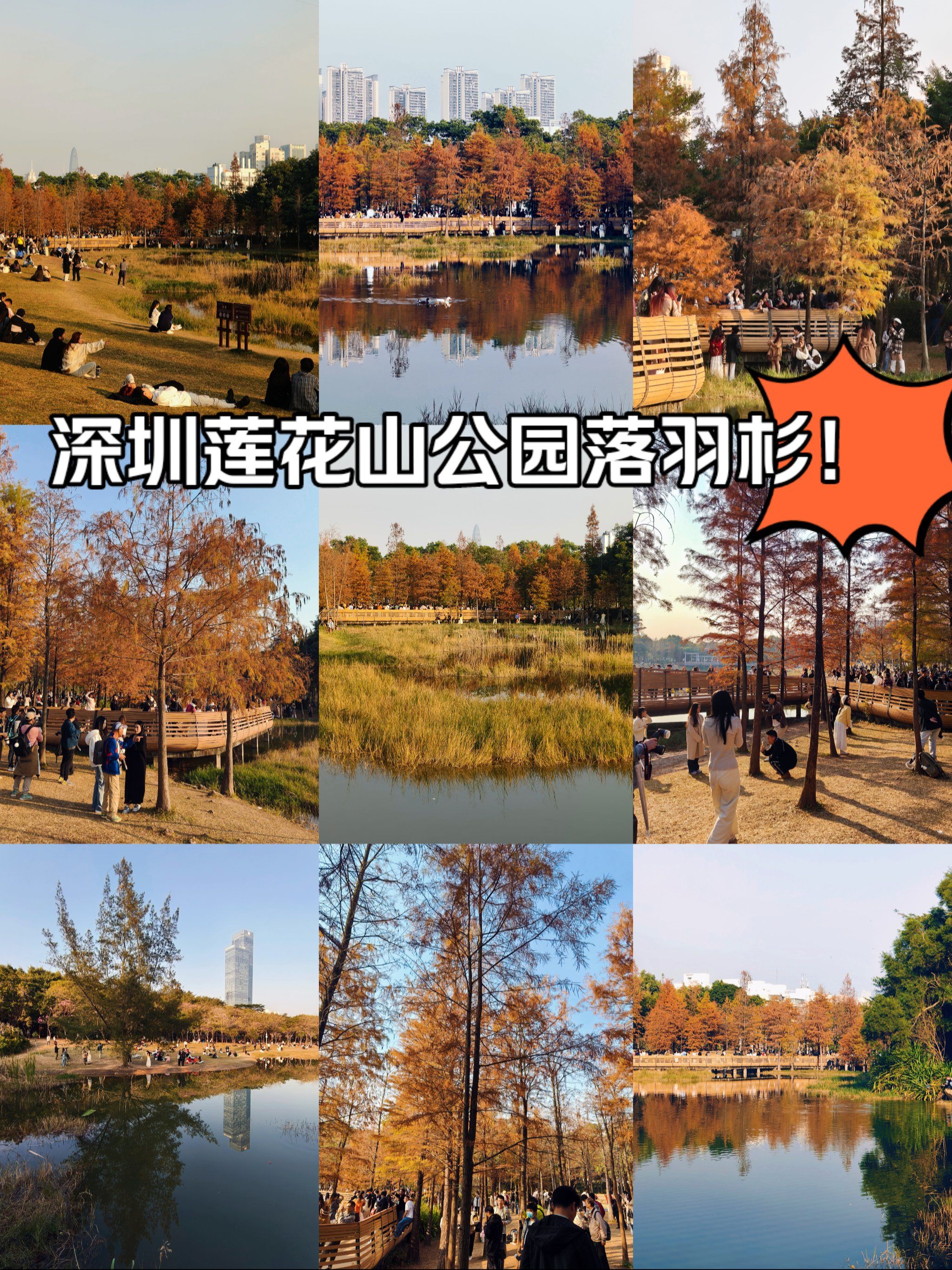 深圳莲花山公园最美一角落羽杉红啦!