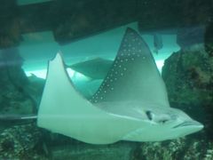 -悉尼海洋生物水族馆