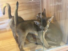 -猫十亿·布偶金渐层·曼基康矮脚猫舍(青年路店)
