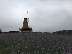 -大塘金香草谷