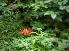 -普陀山风景名胜区-法雨禅寺