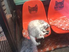 -猫咪博物馆(顶澳仔猫街店)