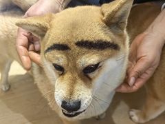 -南京Hallo宠物乐园·哈罗犬舍·柴犬繁育基地
