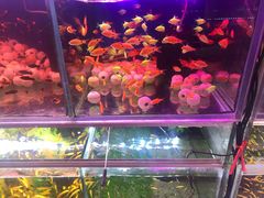 -双季花艺园艺市场(浦东店)