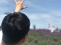 -大塘金香草谷