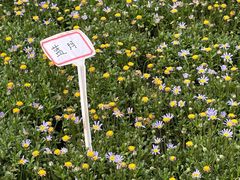 -龙大花卉苗木市场