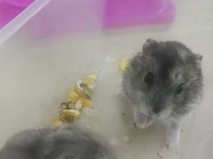 -博特宠物医院24h犬猫全科.骨科·异宠