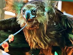 -西霞口神雕山野生动物世界