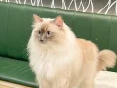 -安格丽娜·狗咖·猫咖羊驼咖(春熙路百盛商场店)