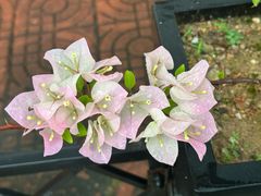 -深圳大学城（南区）体育中心-游泳馆