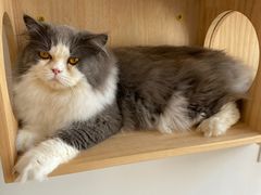 -Catmate·猫肥家润(金润铂宫店)