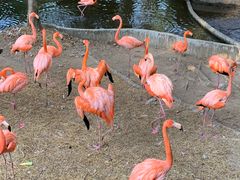 -清迈夜间动物园