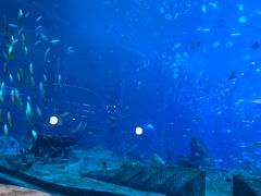 -亚特兰蒂斯•OSSIANO奥西亚诺海底餐厅