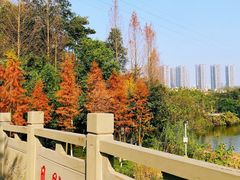 -重庆彩云湖湿地公园
