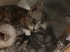 -袖虎·猫馆(体育西路店)