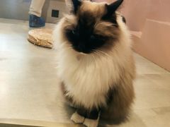-猫儿山۰猫主题餐厅