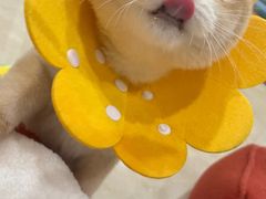 -瑞派康怡24h宠物医院·犬猫医疗中心·微创绝育(瑞景分院)