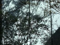 -三清山希尔顿度假酒店