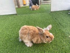 -爱诺耐芙动物医院(万博店)