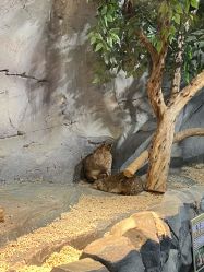 -Zoolung Zoolung动物主题公园(海信广场店)