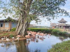 -东寨港红树林旅游区