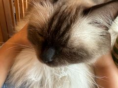 -Catmate·猫肥家润(金润铂宫店)
