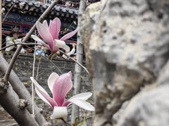 -潭柘寺景区