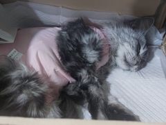-纳吉亚猫专科动物医院·北北分院