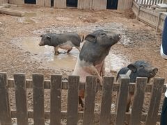 -秦皇岛野生动物园