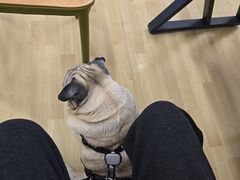 -汪说喵讲宠物乐园宠物酒店(红星美凯龙店)