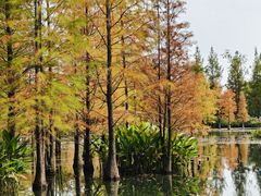 -白鹭湾湿地公园