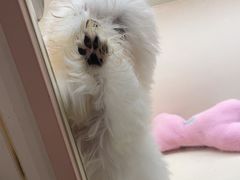 -翊宠yipet猫狗购宠庄园犬舍•猫舍