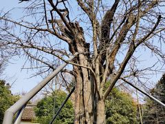 -上海佘山国家森林公园天马山园