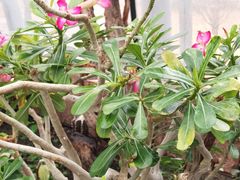 -北京植物园-展览温室