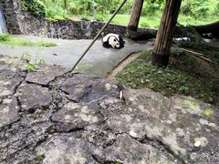 -都江堰中华大熊猫苑