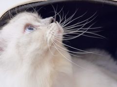 -瑞派康怡24h宠物医院·犬猫医疗中心·微创绝育(瑞景分院)